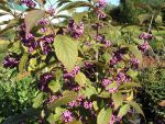 Callicarpa  bodinierii  " profusion "