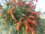 Pyracantha  coccinea